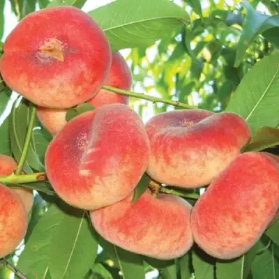 Персик САТУРН ИНЖИРНЫЙ в Мозыре