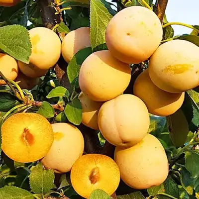 Слива РЕНКЛОД ранний в Мозыре