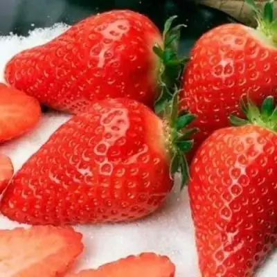 саженцы клубники Альба