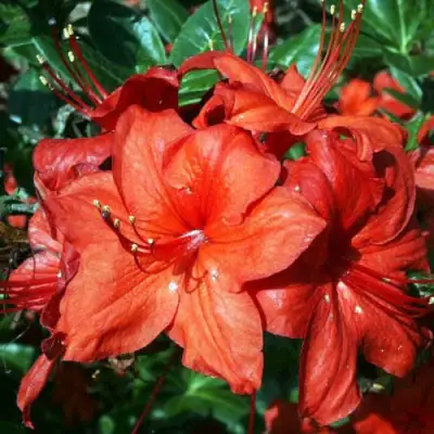 Азалия ДОЛОРОСО листопадная в Мозыре