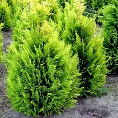 Кипарисовик ИВОНЕ лавсана в Мозыре