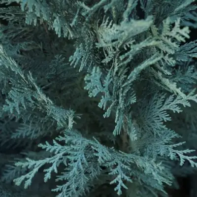 Кипарисовик ВАН ПЕЛЬТС БЛЮ лавсона в Мозыре