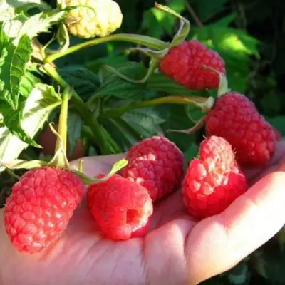 Малина ГОРДОСТЬ РОССИИ в Мозыре