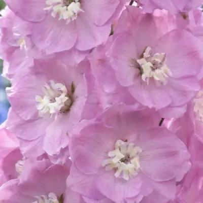 Дельфиниум ПЕТТИКОУТ гибридный в Мозыре