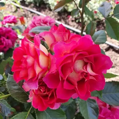 Роза БРЕРА флорибунда в Мозыре