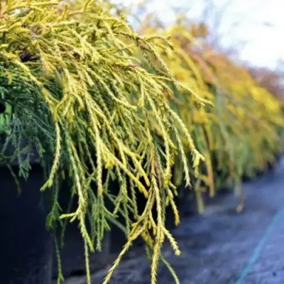 Кипарисовик ВАВЕЛ горохоплодный в Мозыре