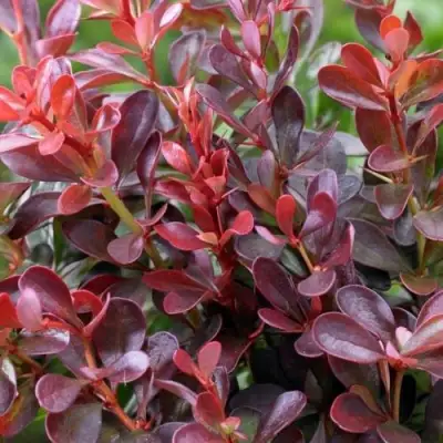 Барбарис АТРОПУРПУРЕА НАНА тунберга в Мозыре