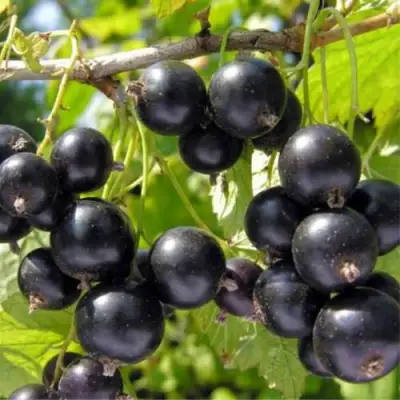 Смородина черная ОРЛОВСКИЙ ВАЛЬС в Мозыре