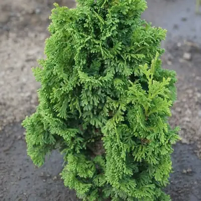 Туя ЗМАТЛИК западная в Мозыре