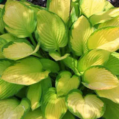 Хоста ГОЛД СТАНДАРТ Форчуна в Мозыре