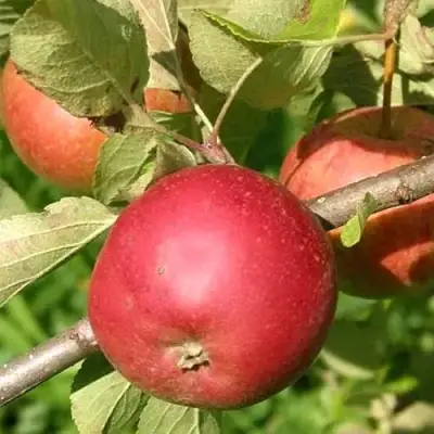 Яблоня ПОСПЕХ в Мозыре