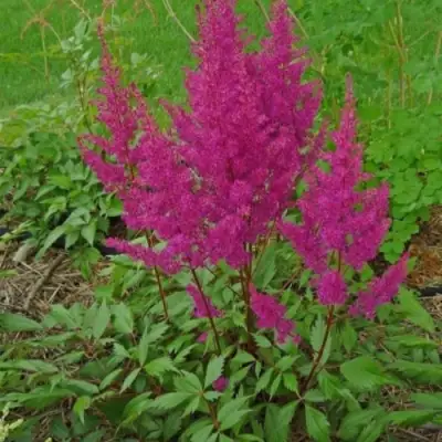 Астильба ЭЛИЗАБЕТ ВАН ВИН японская в Мозыре