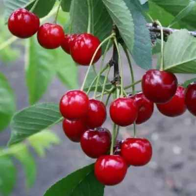 Вишня ЗАРАНКА в Мозыре