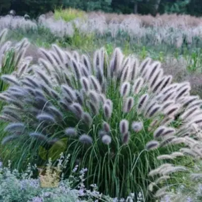 Пеннисетум БЛЭК БЬЮТИ в Мозыре