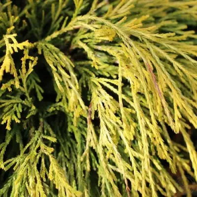 Кипарисовик ГОЛДЕН МОП горохоплодный в Мозыре