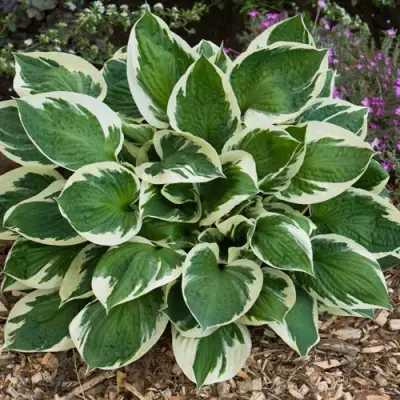 Хоста КАРИН гибридная в Мозыре