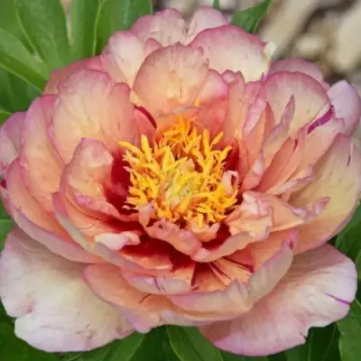 Пион КЭЛЛИС МЕМОРИ ито-гибрид в Мозыре