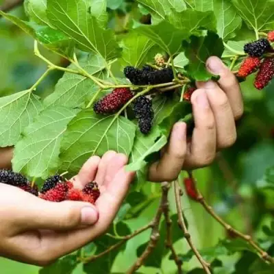 Шелковица ГАЛИЦИЯ в Мозыре