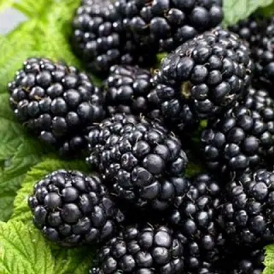 Ежевика БЖЕЗИНА бесшипная  в Мозыре