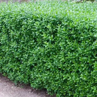 Бирючина обыкновенная АТРОВИРЕНС в Мозыре