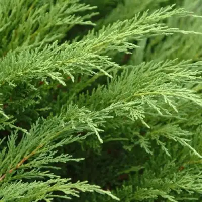 Можжевельник ТАМАРИСЦИФОЛИЯ казацкий  в Мозыре