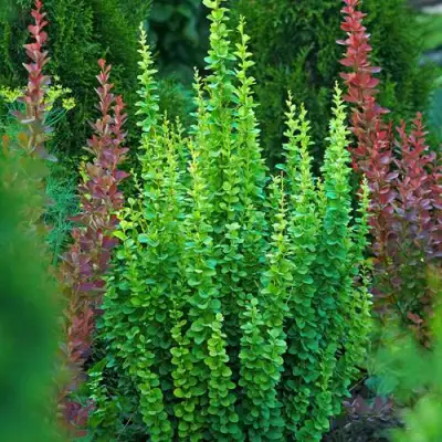 Барбарис ЭРЕКТА тунберга в Мозыре