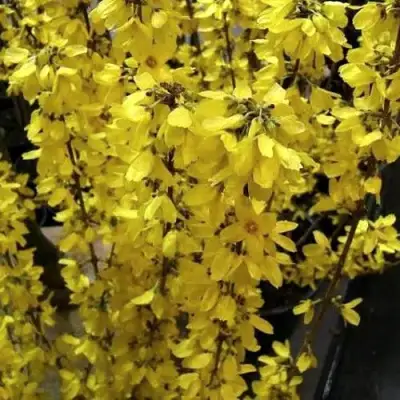 Форзиция ГОЛДРАУШ в Мозыре