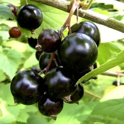 Смородина чёрная ШАРОВИДНАЯ в Мозыре