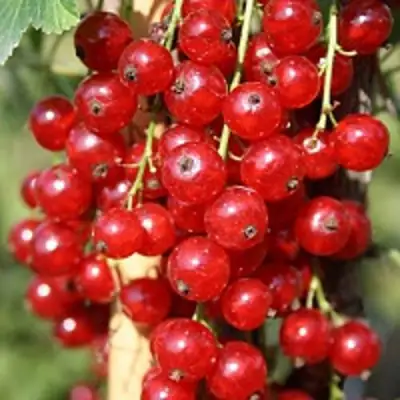 Смородина красная РОНДОМ в Мозыре