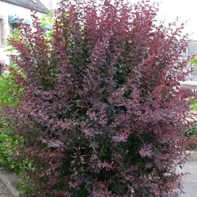 Барбарис АТРОПУРПУРЕА тунберга в Мозыре