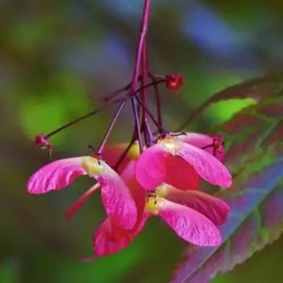 Клен пальмолистный в Мозыре