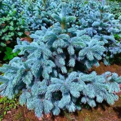 Ель СУПЕР БЛЮ СИДЛИНГ колючая в Мозыре