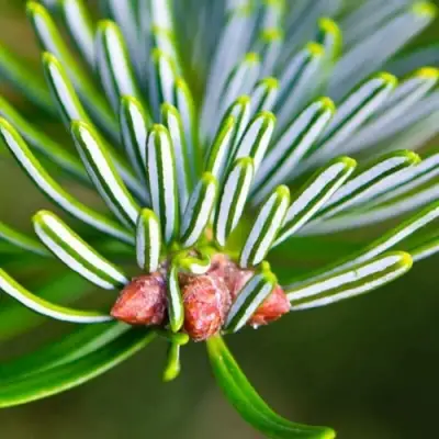 Пихта белая в Мозыре
