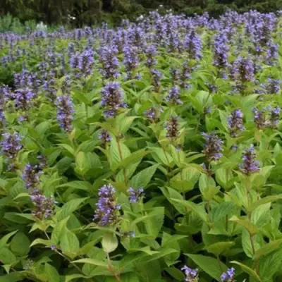 Котовник БЛЮ ДРИМС полусидячий в Мозыре