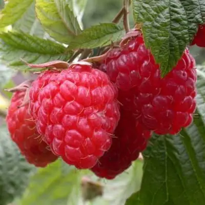 Малина ГЕРАКЛ в Мозыре