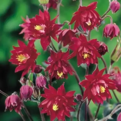 Аквилегия РУБИ ПОРТ обыкновенная в Мозыре