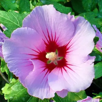 Гибискус ПИНК ФЛИРТ сирийский в Мозыре