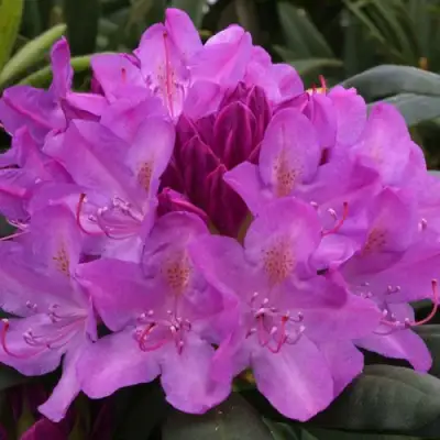 Рододендрон РОЗЕУМ ЭЛЕГАНС в Мозыре