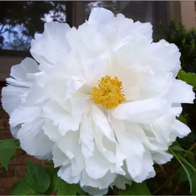 Пион БЕЛЫЙ НЕФРИТ древовидный в Мозыре