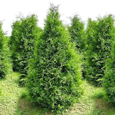 Туя БРАБАНТ западная в Мозыре