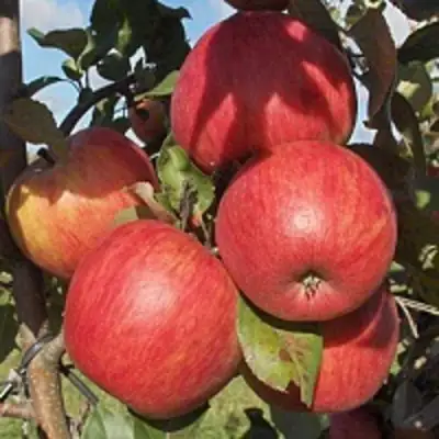 Яблоня ПЕРСИКОВАЯ в Мозыре