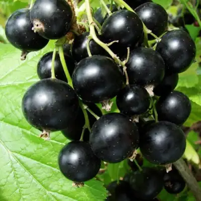 Смородина чёрная ЭКЗОТИКА в Мозыре