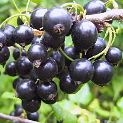 Смородина черная МОНИСТО в Мозыре