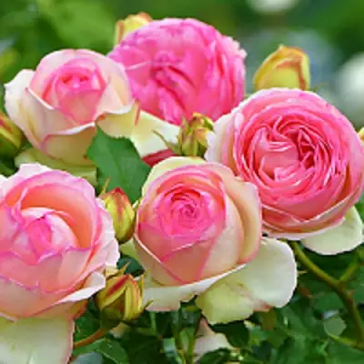 Роза ПЬЕР ДЕ РОНСАР плетистая в Мозыре