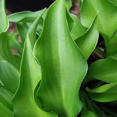 Хоста ГАРРИ ВАН ТРИЕР в Мозыре