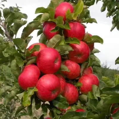 Яблоня ТРАЙДЕНТ колонновидная в Мозыре