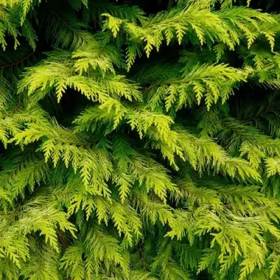 Кипарисовик ГОЛДЕН ВОНДЕР лавсона в Мозыре