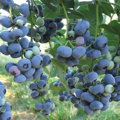 Голубика ЛИБЕРТИ в Мозыре