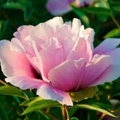 Пион ВРАТА ХРАМА древовидный  в Мозыре