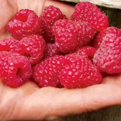 Малина ДЖОАН ДЖИ (ДЖОАН ДЖЕЙ) в Мозыре